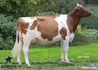 CAMARY ISY - Prim'Holstein